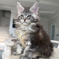 Maine Coon NOV Odry