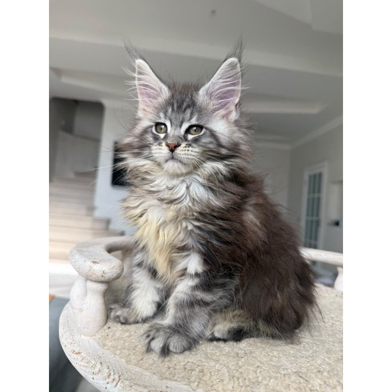 Maine Coon NOV Odry