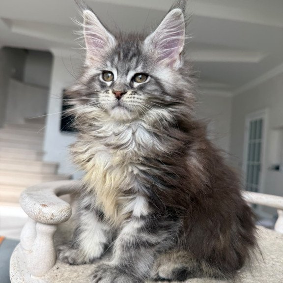 Maine Coon NOV Odry