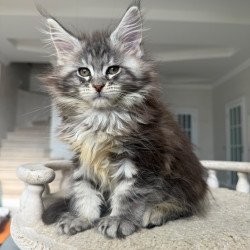 Maine Coon NOV Odry