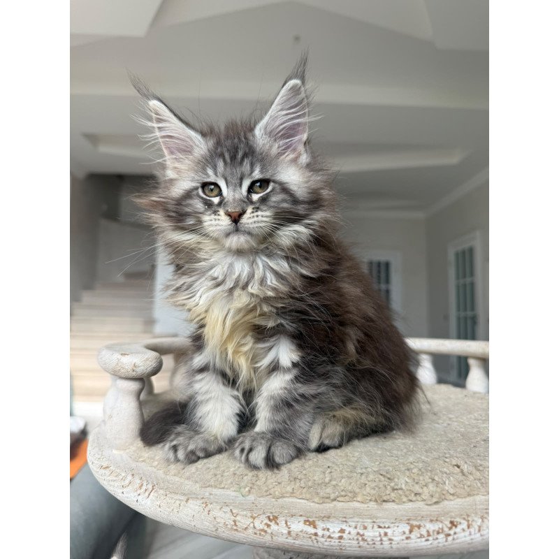 Maine Coon NOV Odry