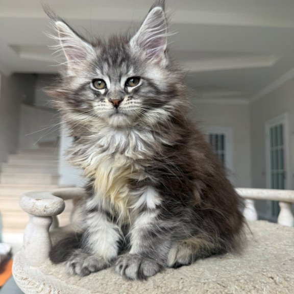 Maine Coon NOV Odry
