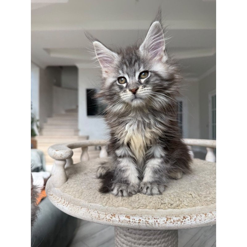 Maine Coon NOV Odry
