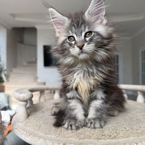 Maine Coon NOV Odry