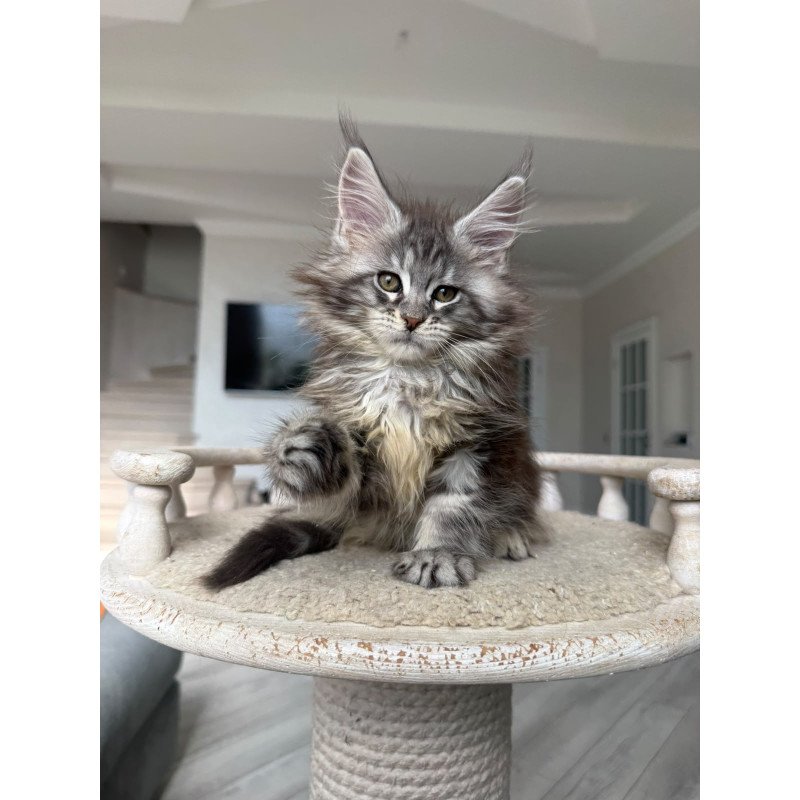 Maine Coon NOV Odry