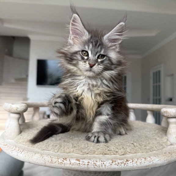 Maine Coon NOV Odry