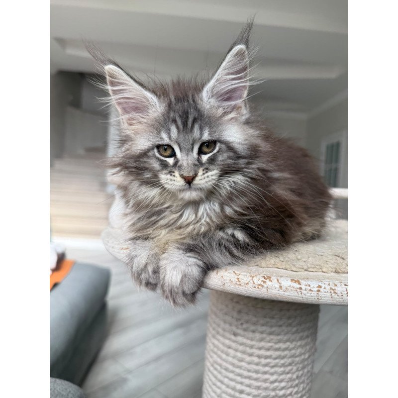 Maine Coon NOV Odry