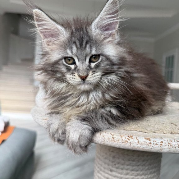 Maine Coon NOV Odry