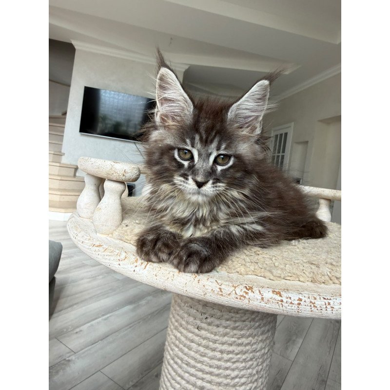 Maine Coon NOV Ornela