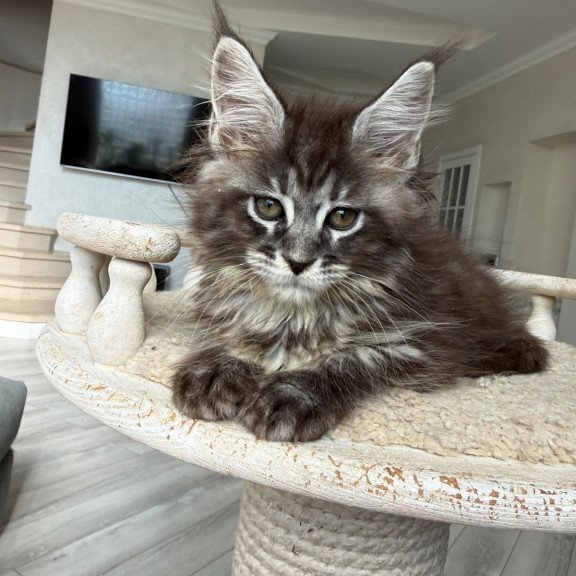 Maine Coon NOV Ornela