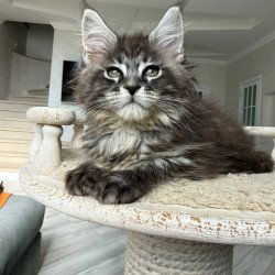 Maine Coon NOV Ornela