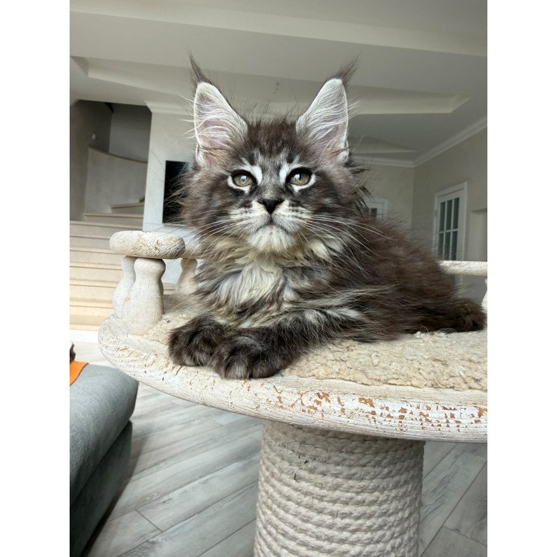 Maine Coon NOV Ornela