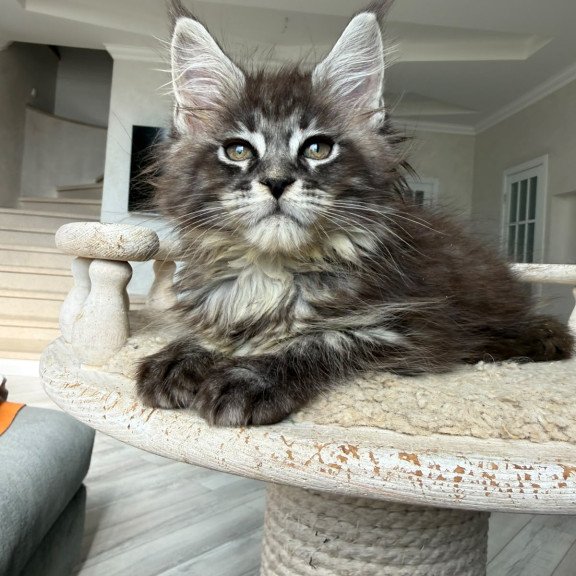 Maine Coon NOV Ornela