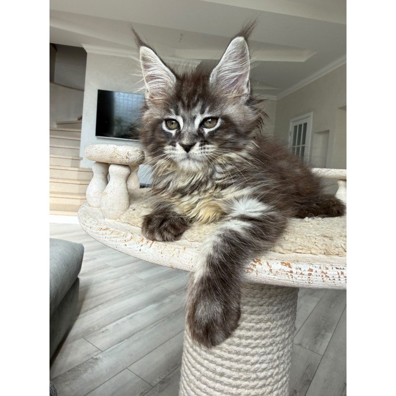 Maine Coon NOV Ornela
