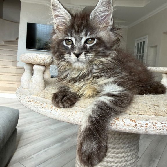 Maine Coon NOV Ornela