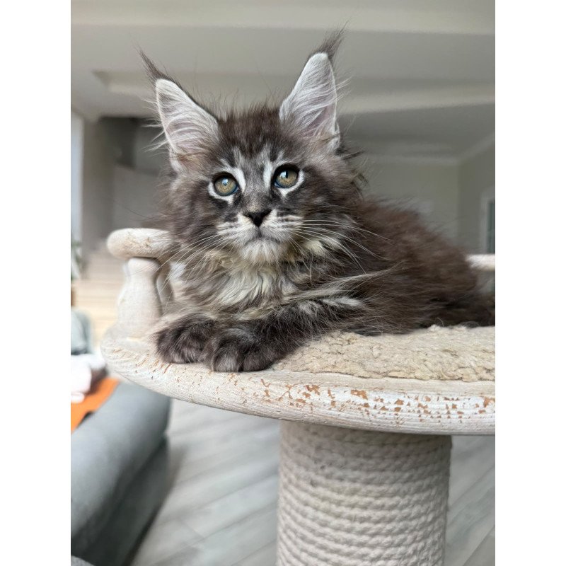Maine Coon NOV Ornela