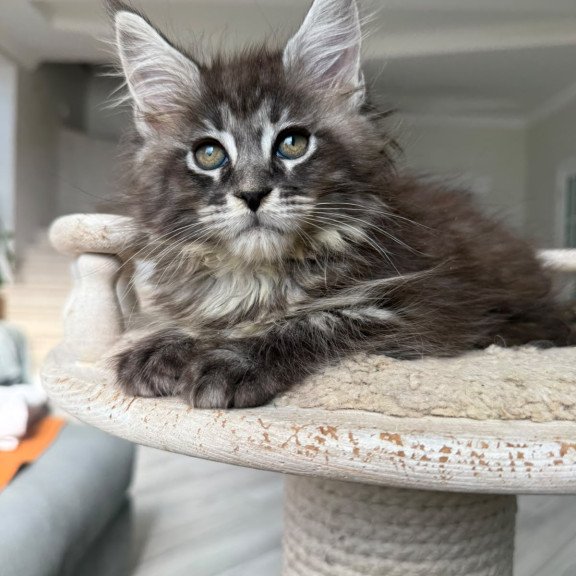 Maine Coon NOV Ornela