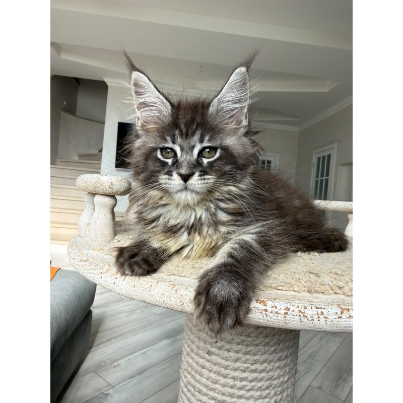 Maine Coon NOV Ornela