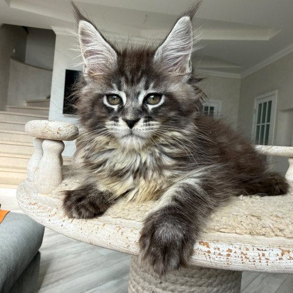 Maine Coon NOV Ornela