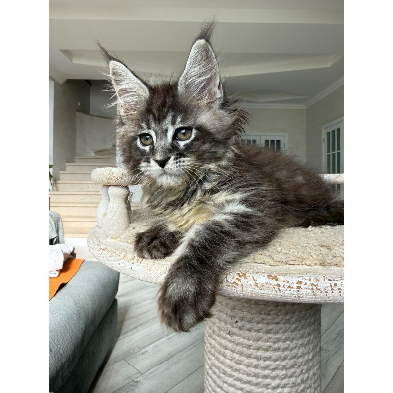 Maine Coon NOV Ornela