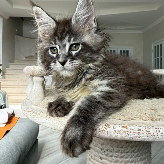 Maine Coon NOV Ornela
