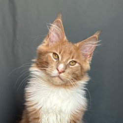 Maine Coon NOV Casper