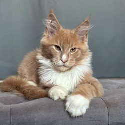 Maine Coon NOV Casper