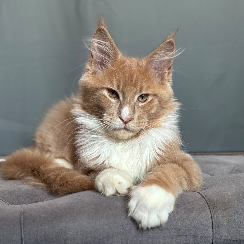 Maine Coon NOV Casper