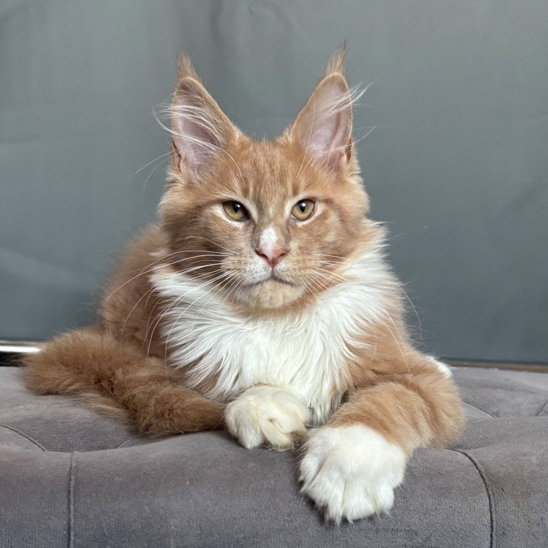 Maine Coon NOV Casper