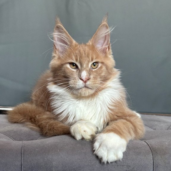 Maine Coon NOV Casper