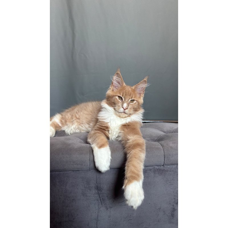 Maine Coon NOV Casper