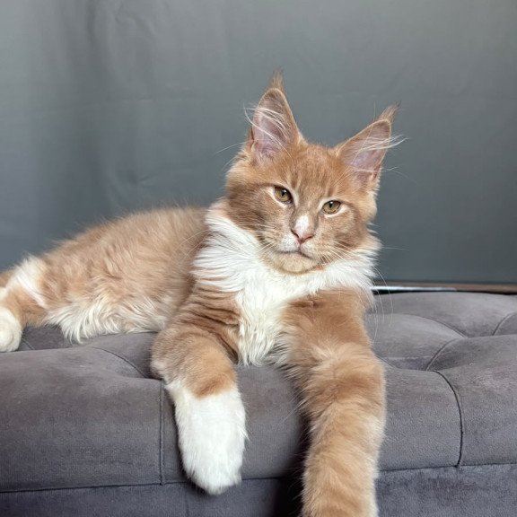 Maine Coon NOV Casper