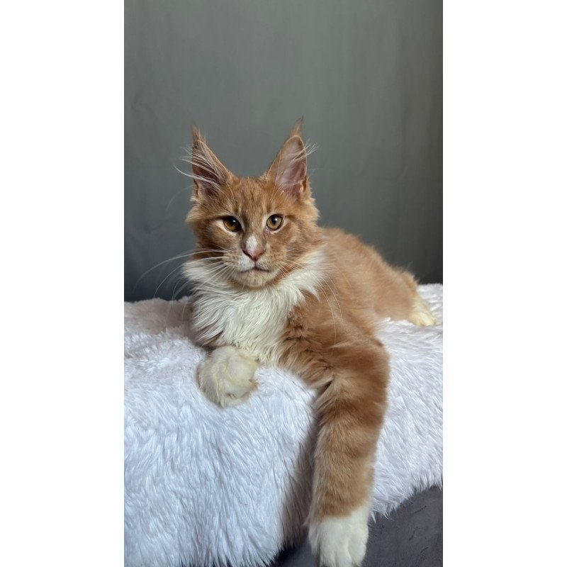 Maine Coon NOV Casper