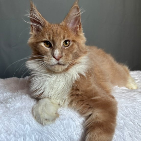 Maine Coon NOV Casper
