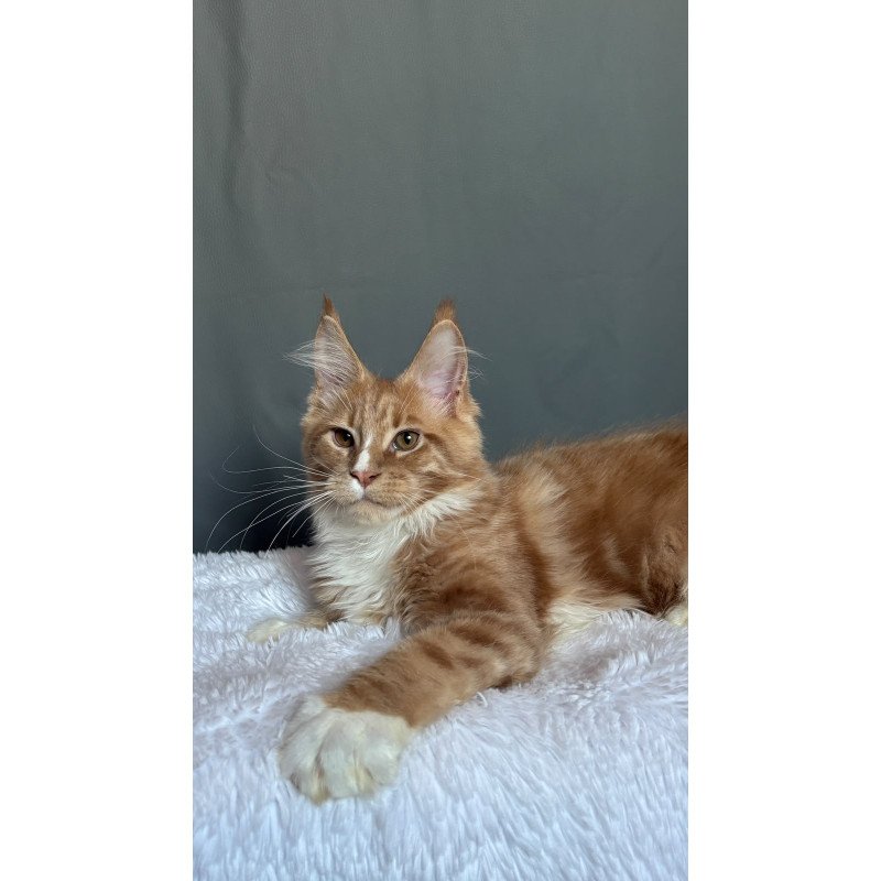 Maine Coon NOV Charlie