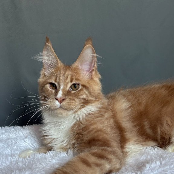 Maine Coon NOV Charlie