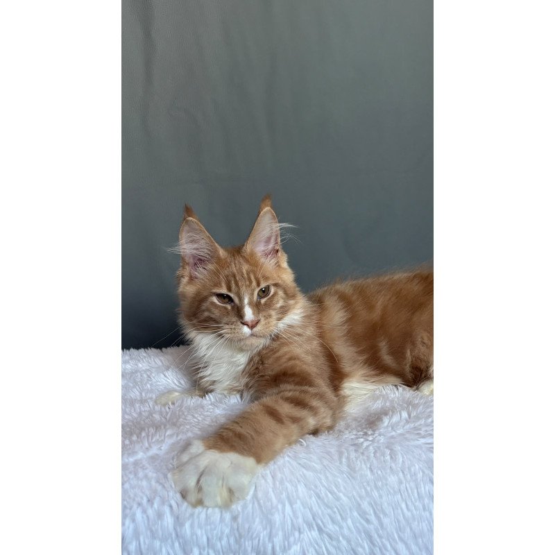 Maine Coon NOV Charlie