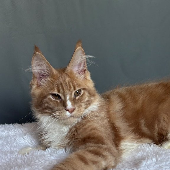 Maine Coon NOV Charlie