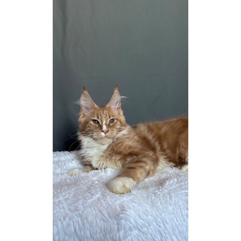 Maine Coon NOV Charlie