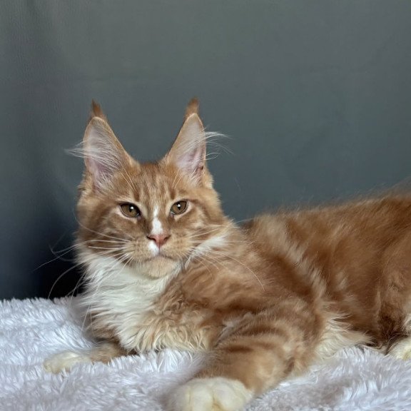 Maine Coon NOV Charlie