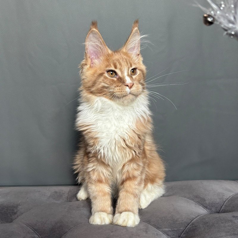 Maine Coon NOV Charlie