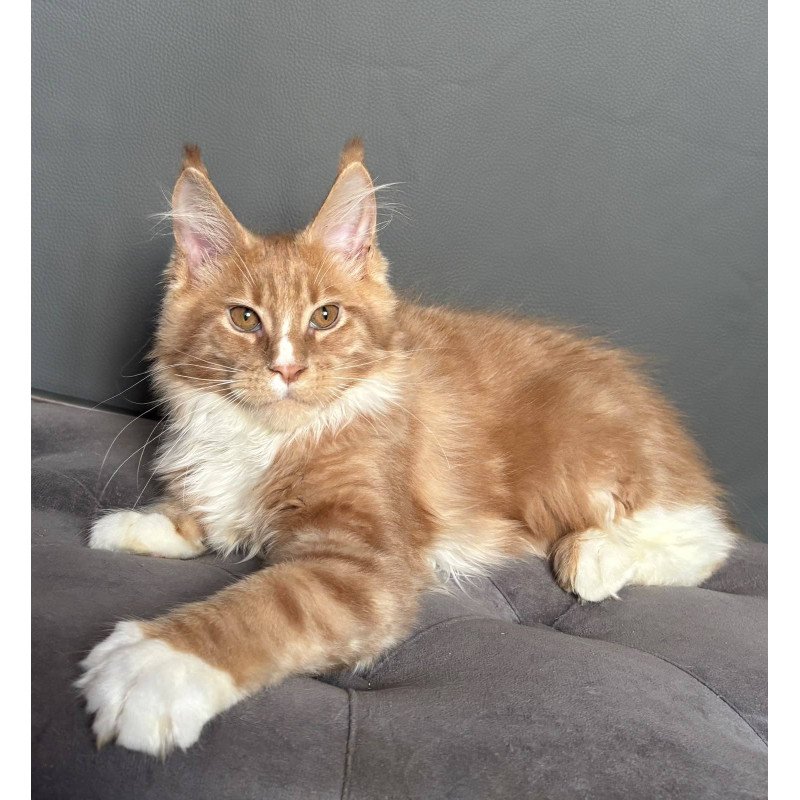 Maine Coon NOV Charlie