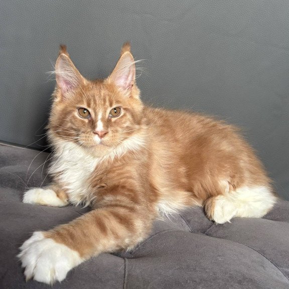 Maine Coon NOV Charlie