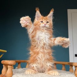 Maine Coon NOV Xtreem...