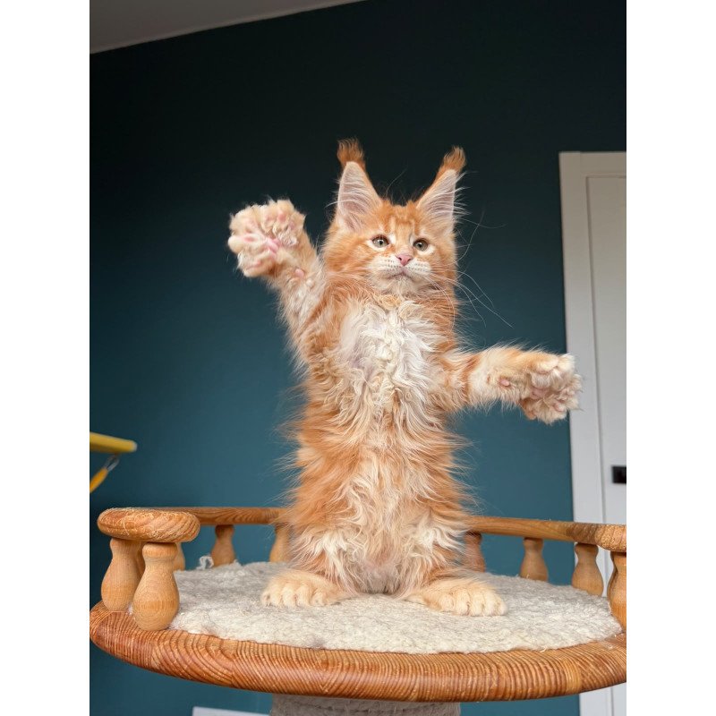 Maine Coon NOV Xtreem Polydactyl
