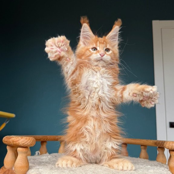 Maine Coon NOV Xtreem Polydactyl