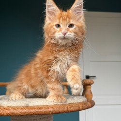 Maine Coon NOV Xtreem...