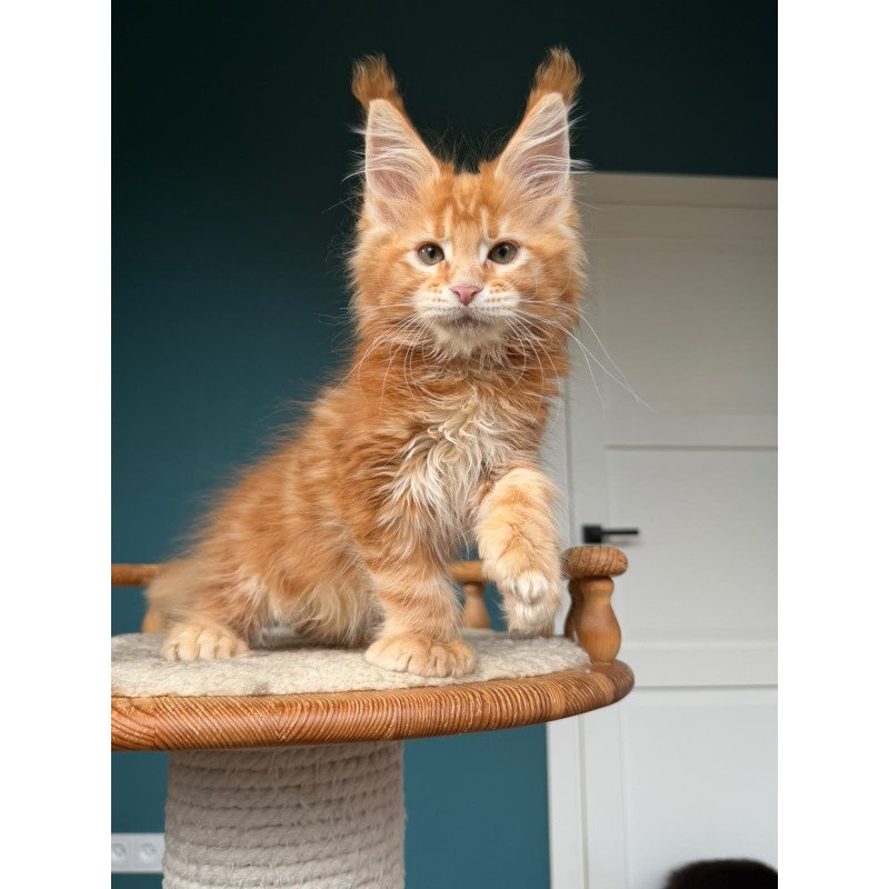 Maine Coon NOV Xtreem Polydactyl