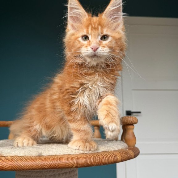 Maine Coon NOV Xtreem Polydactyl