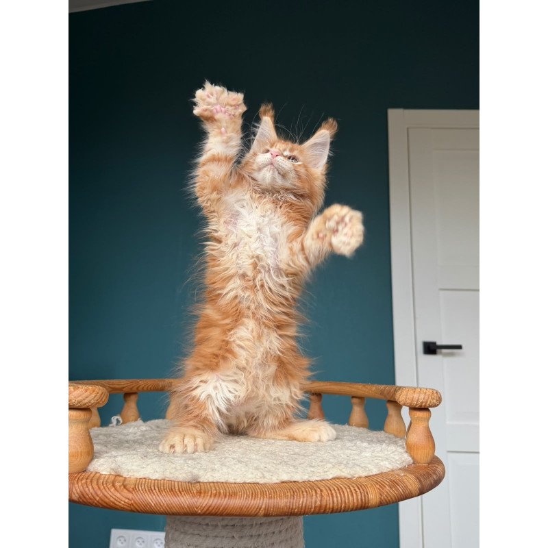 Maine Coon NOV Xtreem Polydactyl
